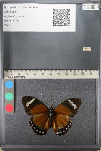 Media type: image;   Entomology 141928